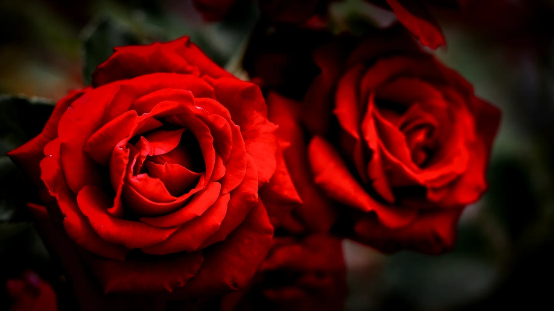 Rote Rosen2026-04-09T04:54:36.554Z"